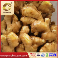 Factory Price Air Dried Ginger Fresh Ginger